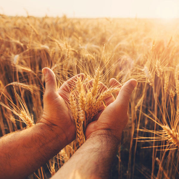 Brewell Ltd Grains
