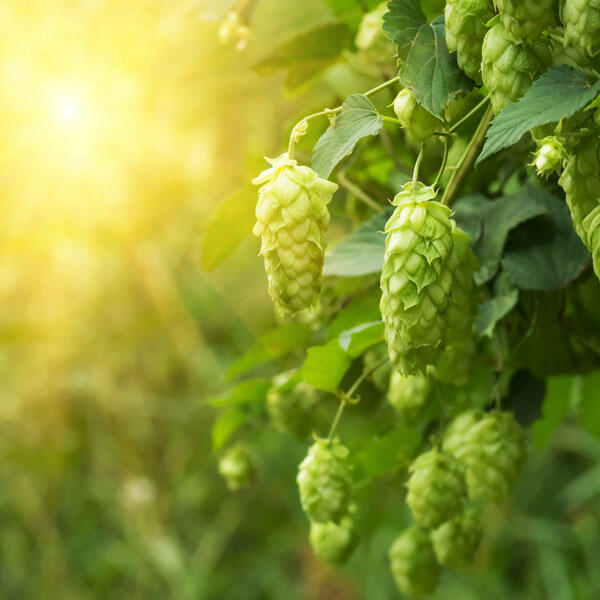 Brewell Ltd Hops